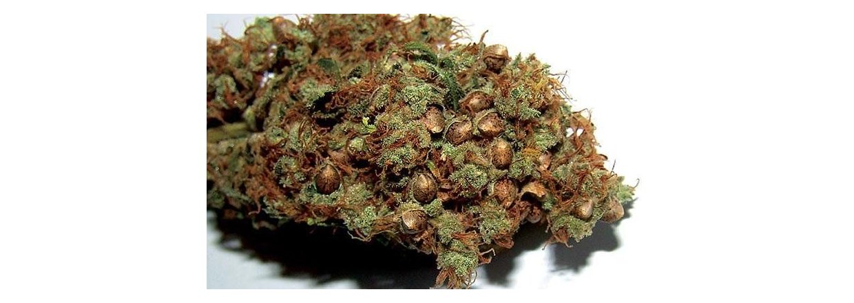 Fresh hemp seeds