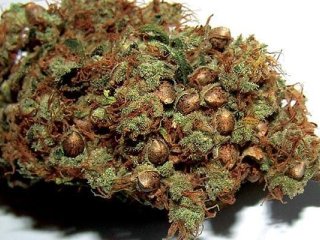 Fresh hemp seeds
